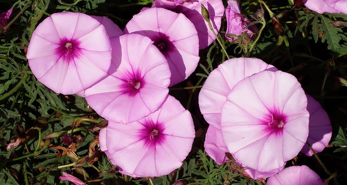 Pink bindweed flowers with purple centers