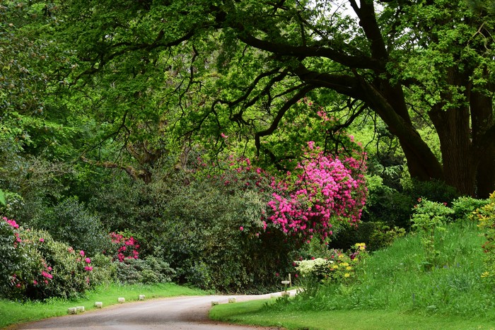 Lush Green Ramster Gardens with Vibrant Rhododendrons