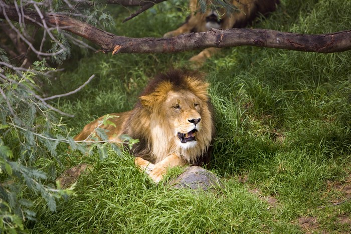 Lions lying in grass