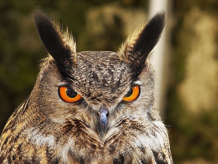 Close-up of a Eurasian Eagle-Owl's face
