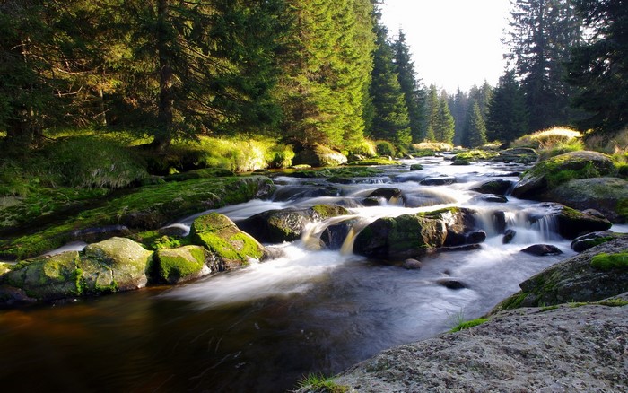 River flowing through a mossy forest with rocks