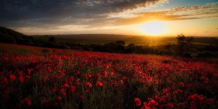 Field of poppies at sunset with sun rays