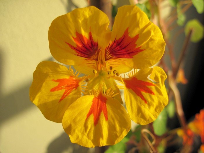 Yellow Nasturtium flower with red markings