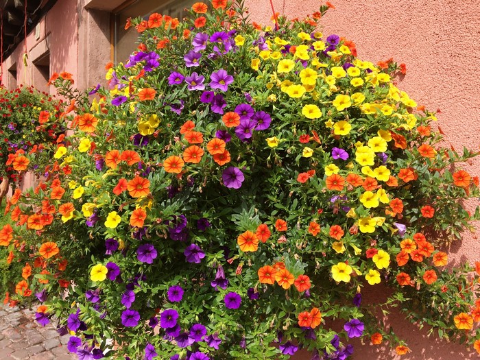 Hanging basket of colorful petunias