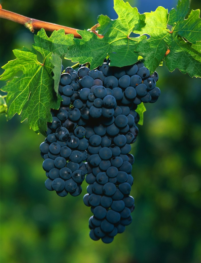 Bunches of dark blue grapes on a vine with green leaves
