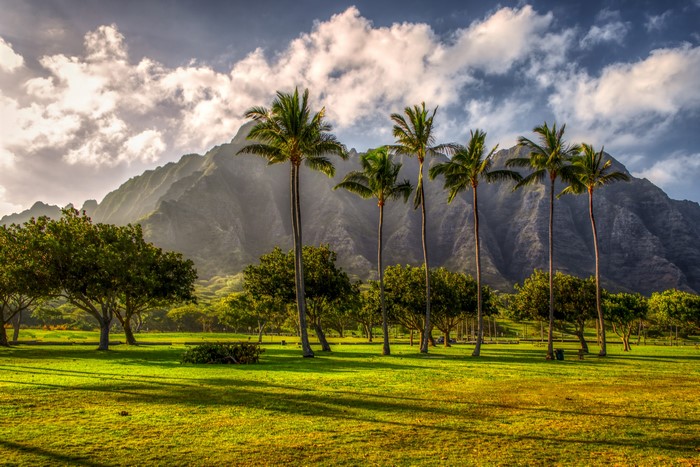 Hawaii Mountains with Palm Trees and Lush Lawn