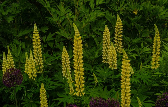 Yellow Lupins and Purple Alliums in a Garden