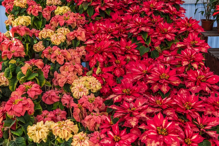 Multicolor Poinsettias in a Garden