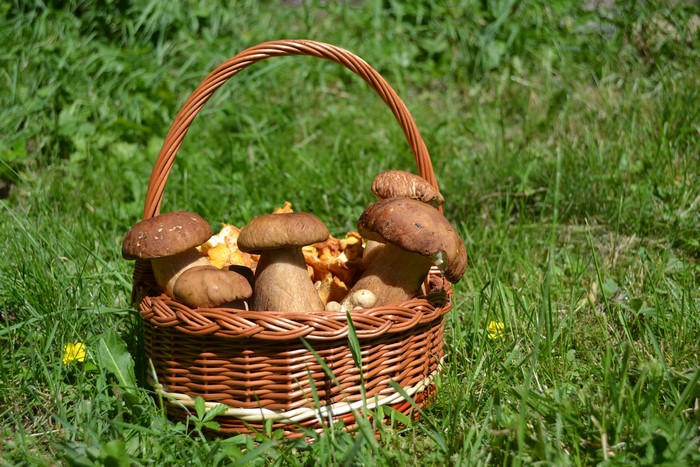 Basket of Mushrooms in Grass