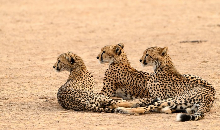 Three cheetahs lying on sandy ground