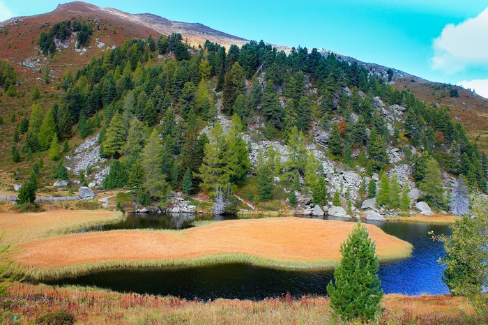 Mountain lake with trees and reeds