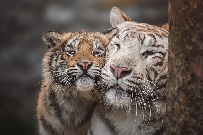 Two tigers, one white, cuddling together