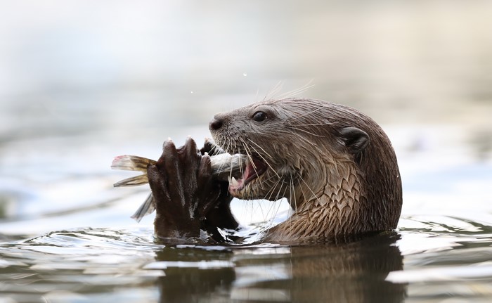 Eurasian otter eating a fish in water