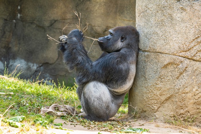 Gorilla sitting and eating branches
