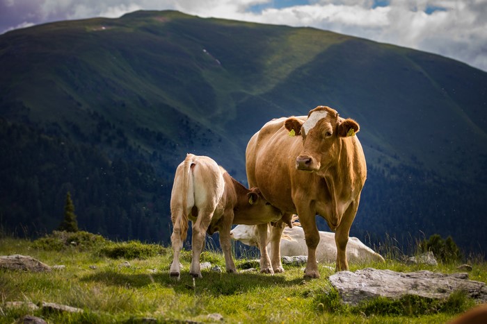 Cows and calf in mountains