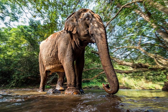 Elephant standing in a shallow river surrounded by trees