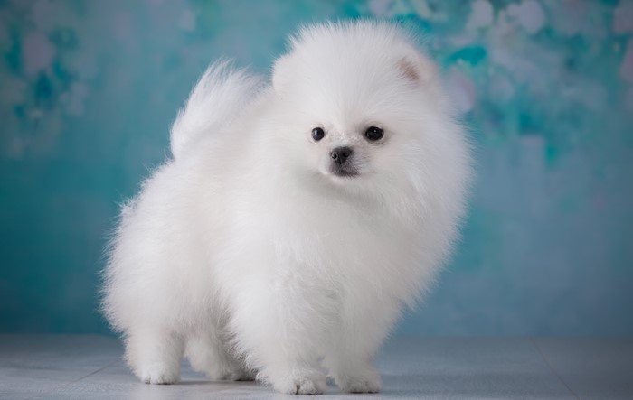 A fluffy white Pomeranian puppy
