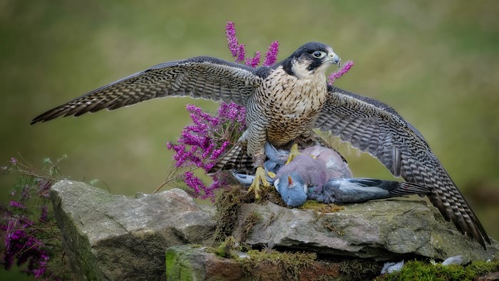 Peregrine Falcon with Prey on Rocks