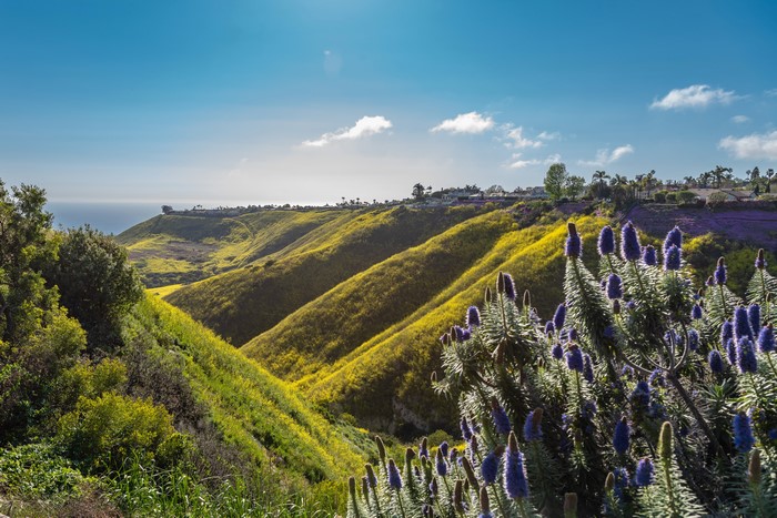 Rolling hills covered in yellow wildflowers with purple flowers in the foreground