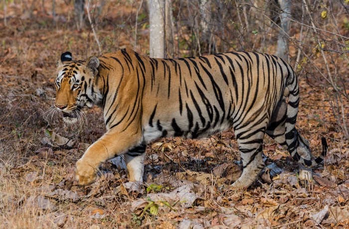 Tiger walking in a forest