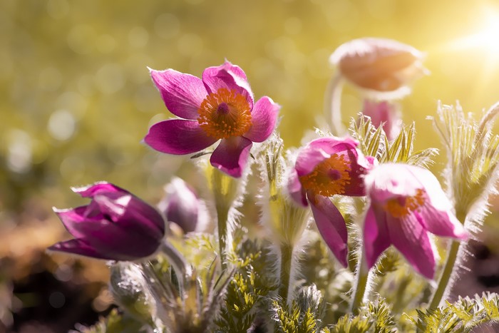 Pink Pulsatilla flowers in sunlight