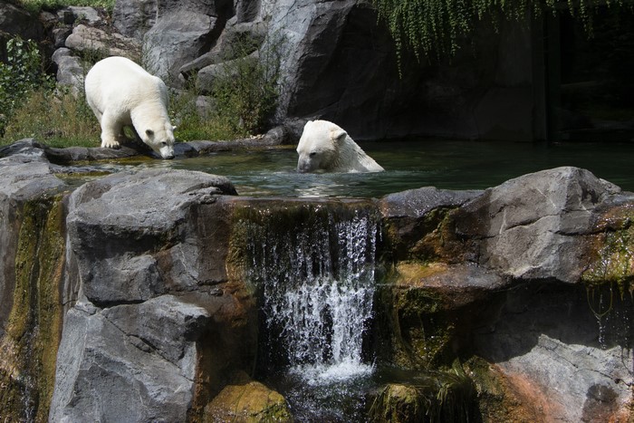 Two polar bears in a rocky enclosure with a waterfall