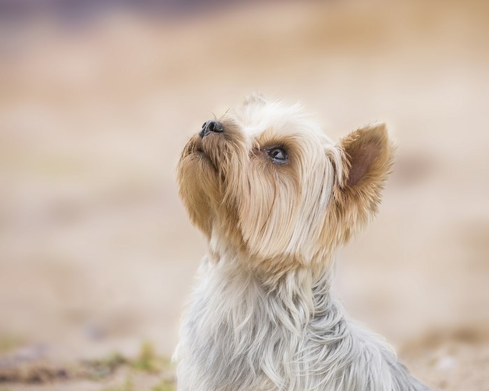 Yorkshire terrier looking up