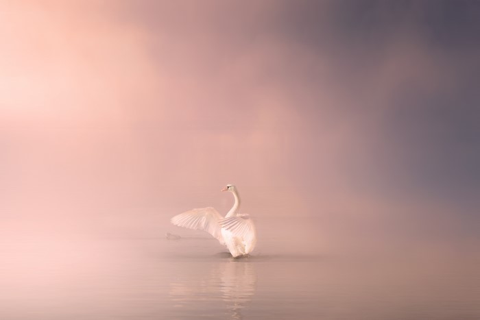 White swan in fog on water