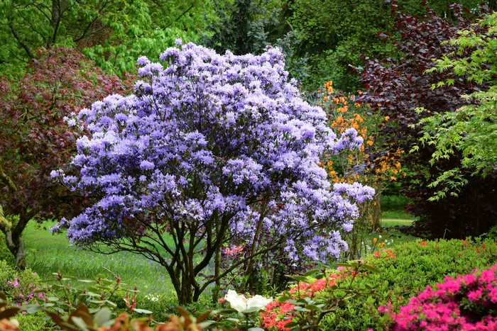 Rhododendron in bloom at Ramster Gardens, England
