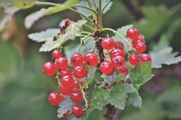 Red Currants on a Branch