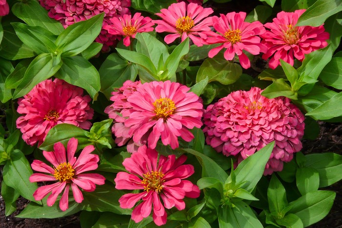 Pink Zinnias with green leaves