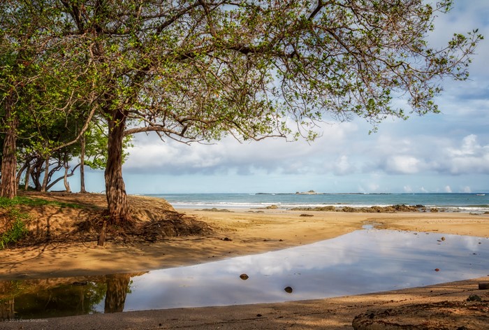 Trees on a beach in Costa Rica with ocean view