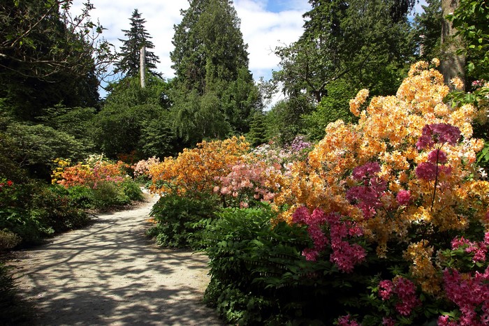 Stanley Park Vancouver Rhododendron Garden Path