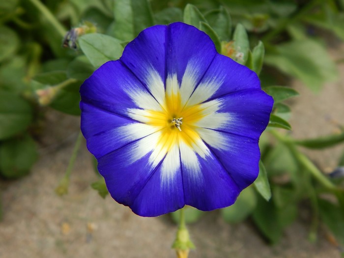 Close-up of a blue and white bindweed flower