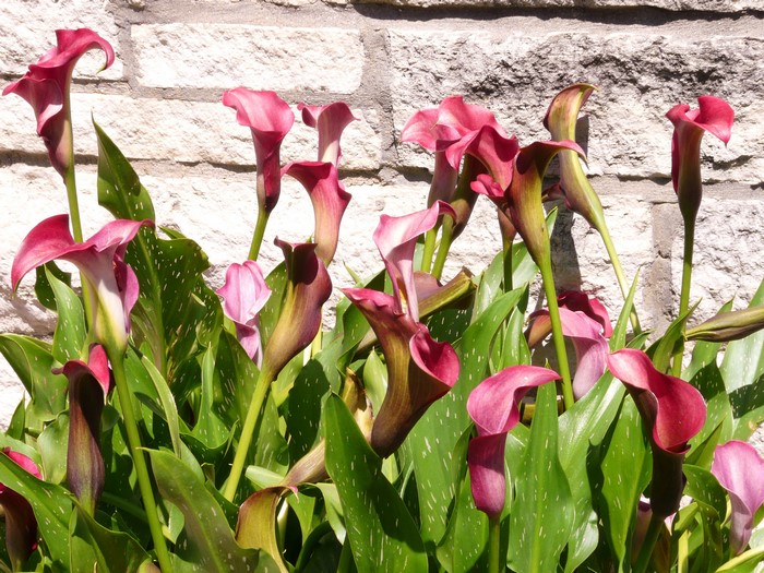 Calla lilies in front of a stone wall