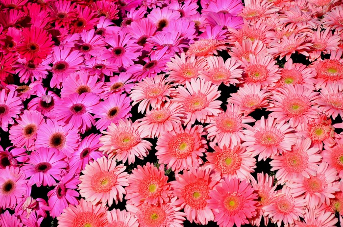 Pink and Red Gerbera Daisies