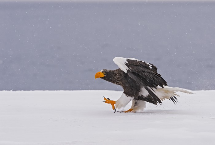 4K Steller's sea eagle on snow