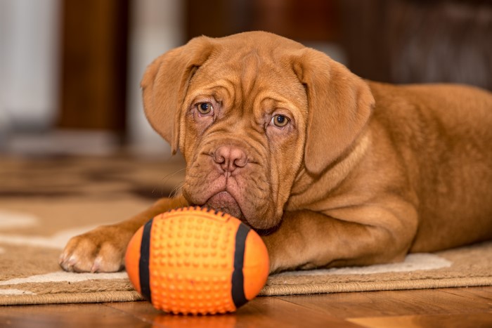 Dogue de Bordeaux puppy with a ball