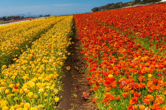 Fields of Yellow and Orange Ranunculus Flowers