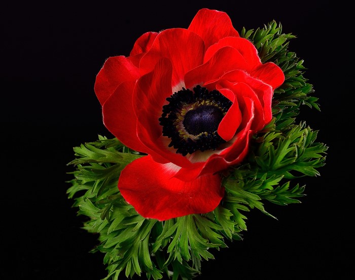 Red Anemone Flower with Green Leaves on Black Background