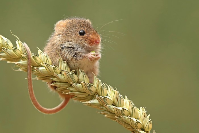 Harvest mouse eating on a wheat stalk