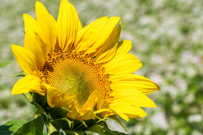 Closeup of a bright yellow sunflower