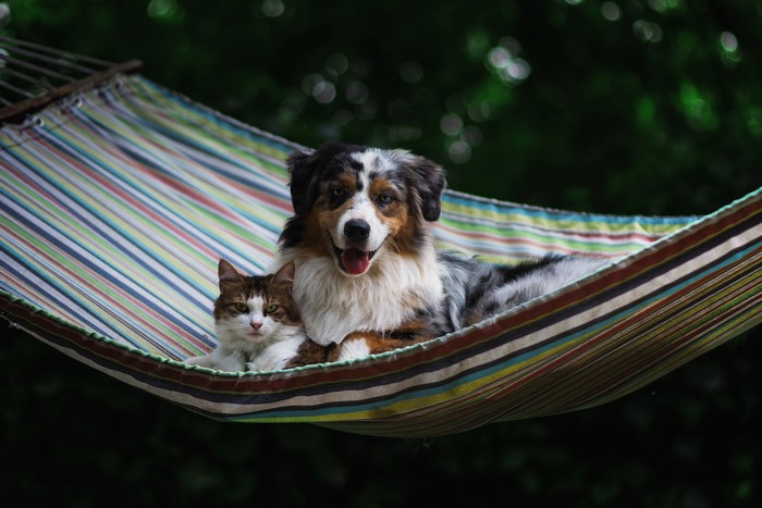 Dog and Cat Relaxing in a Striped Hammock