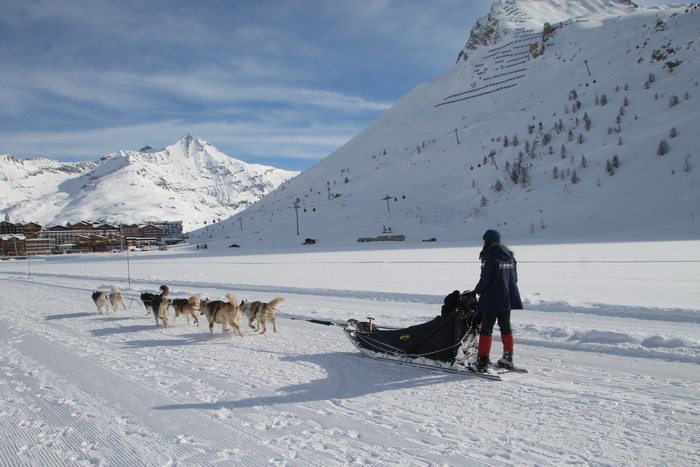 Dog Sledding in Snowy Mountains