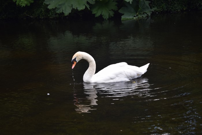 White Swan Swimming in Dark Water