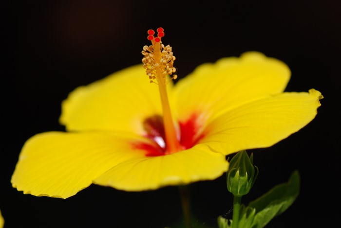 Yellow Hibiscus Flower with Bud