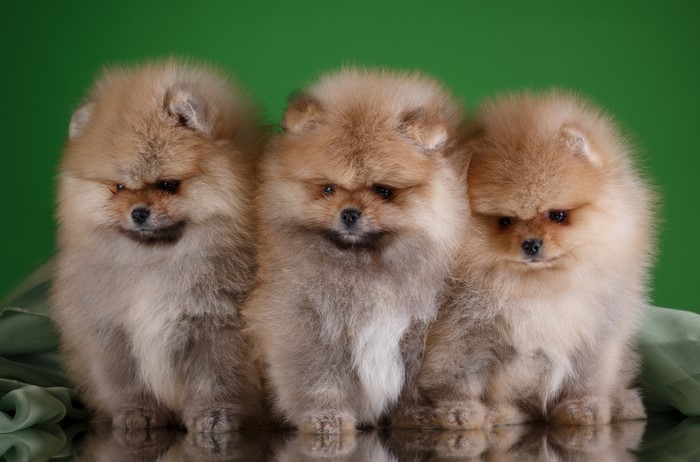 Three fluffy Pomeranian puppies on a green background