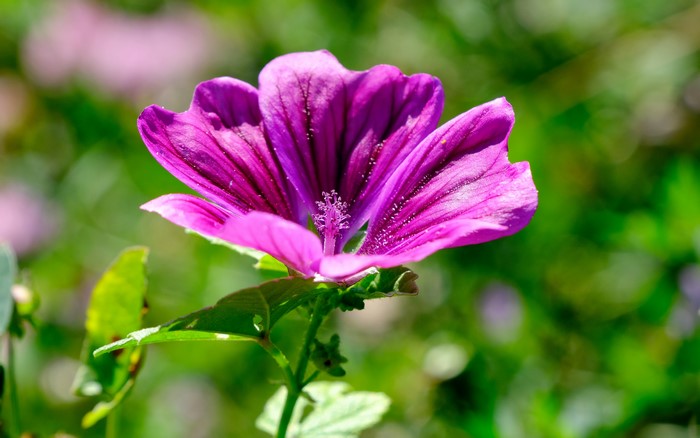 Closeup of a Violet Malva Flower