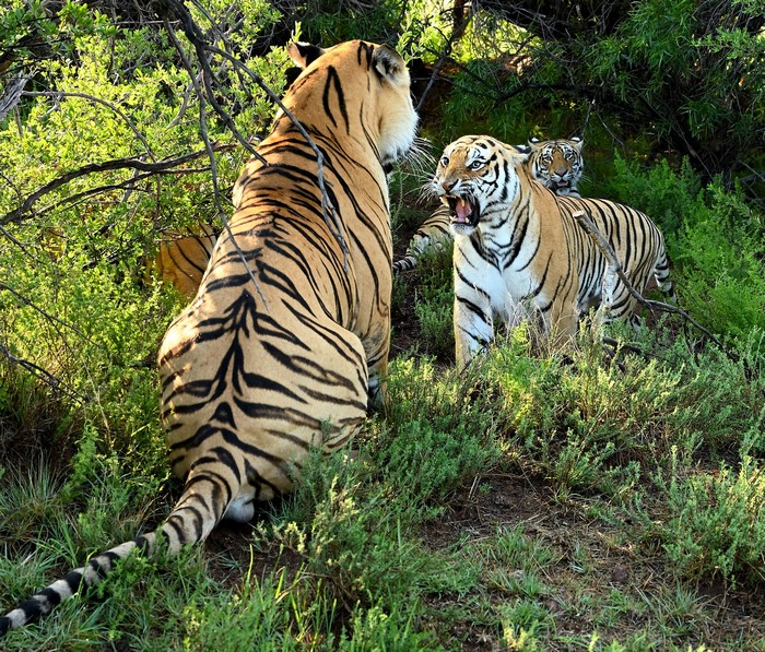 Tigers with cubs in a forest