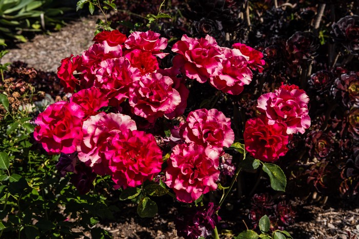 4K Roses Red